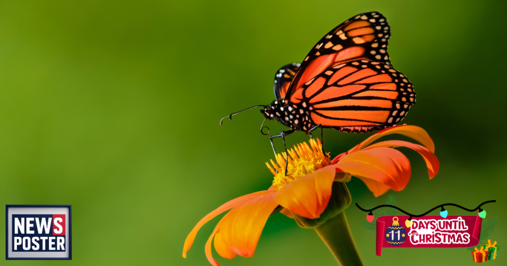 News - 2025-12-14T110820.449