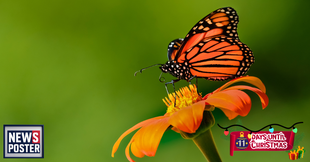 News - 2025-12-14T110820.449